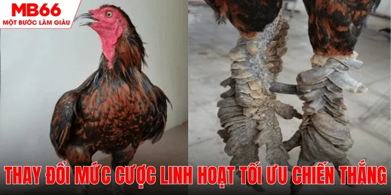 dieu-chinh-muc-cuoc-linh-hoat-toi-da-loi-nhuan