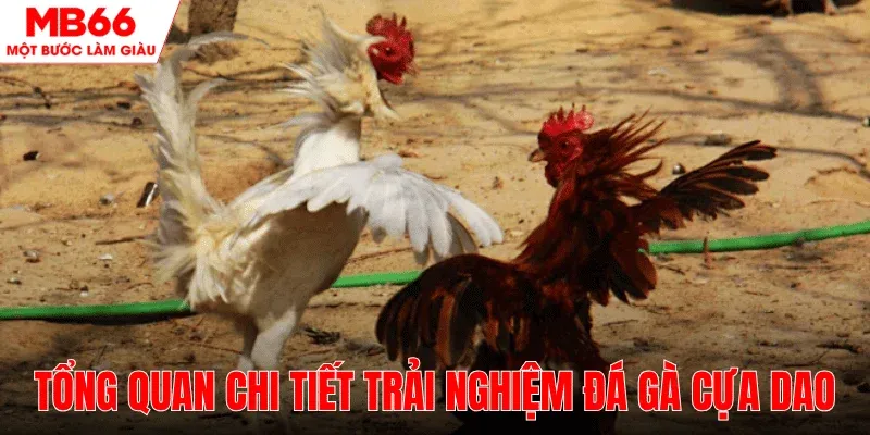 kham-pha-trai-nghiem-da-ga-cua-dao