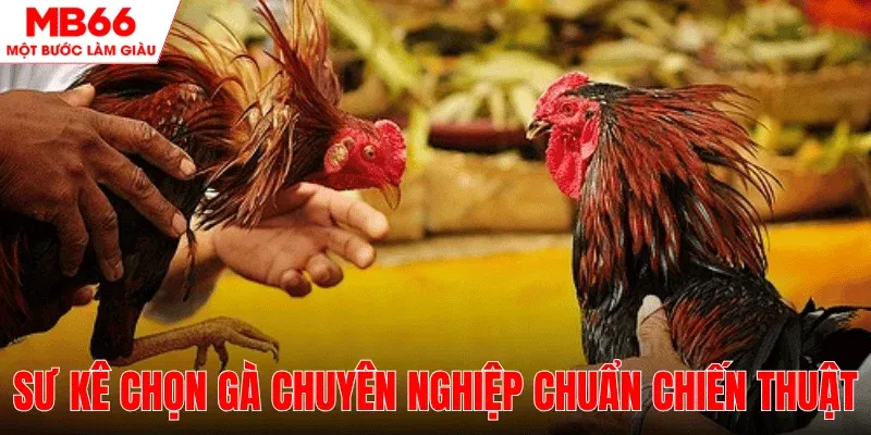 nghe-thuat-chon-ga-cua-su-ke-chuyen-nghiep