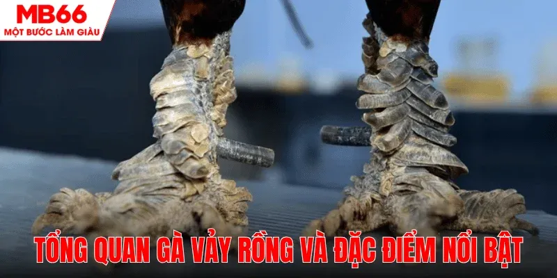 tim-hieu-ga-vay-rong-va-dac-diem-noi-bat