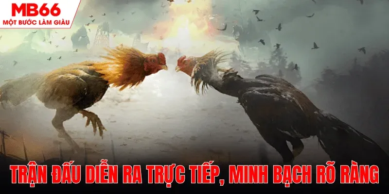 tran-dau-dien-ra-truc-tiep-minh-bach
